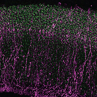 Wnt9a induces cell fate changes and rewiring of neurites into the chicken cochlea. 